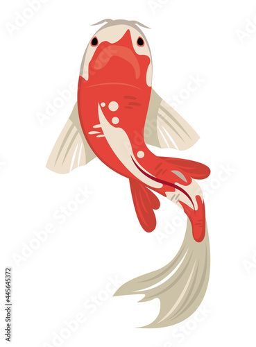 white and red koi fish