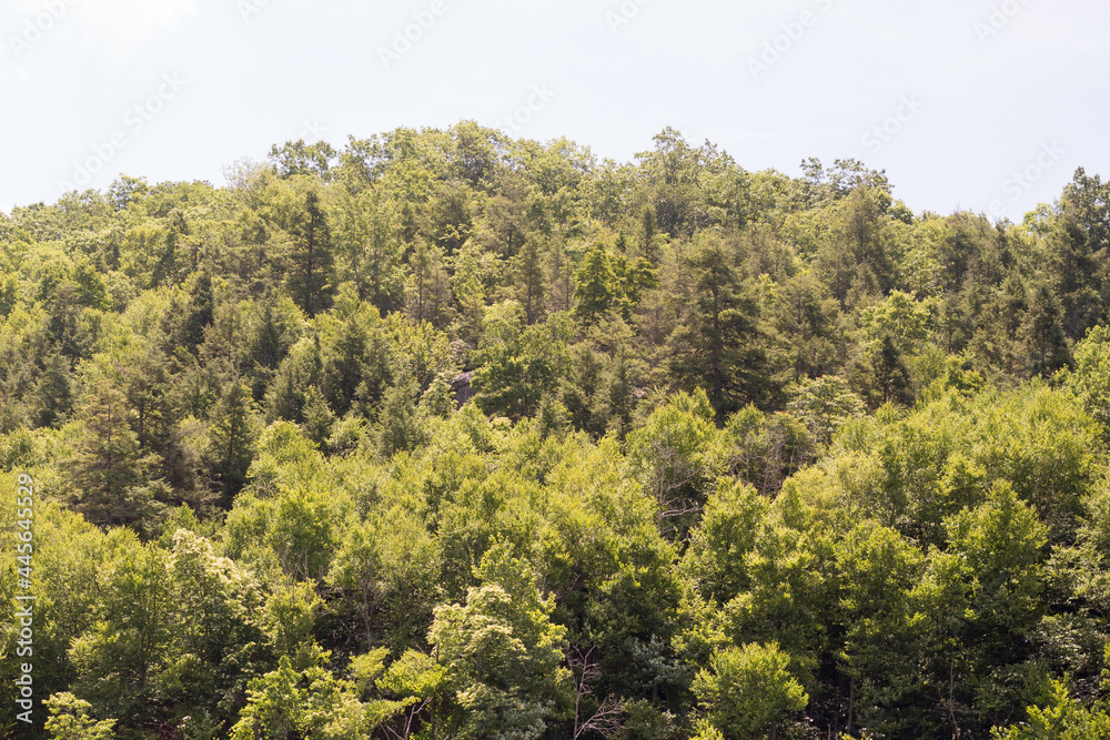 Beautiful Forests Dotting a Mountain in the Appalachian Mountains in West Virginia Beautiful Forests Dotting a Mountain in the Appalachian Mountains in West Virginia
