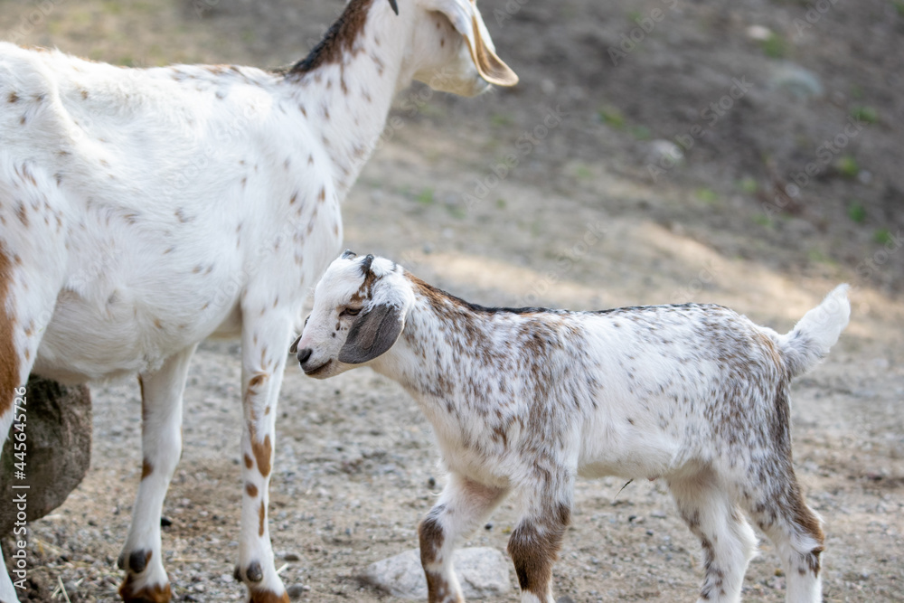 Fototapeta premium Goats