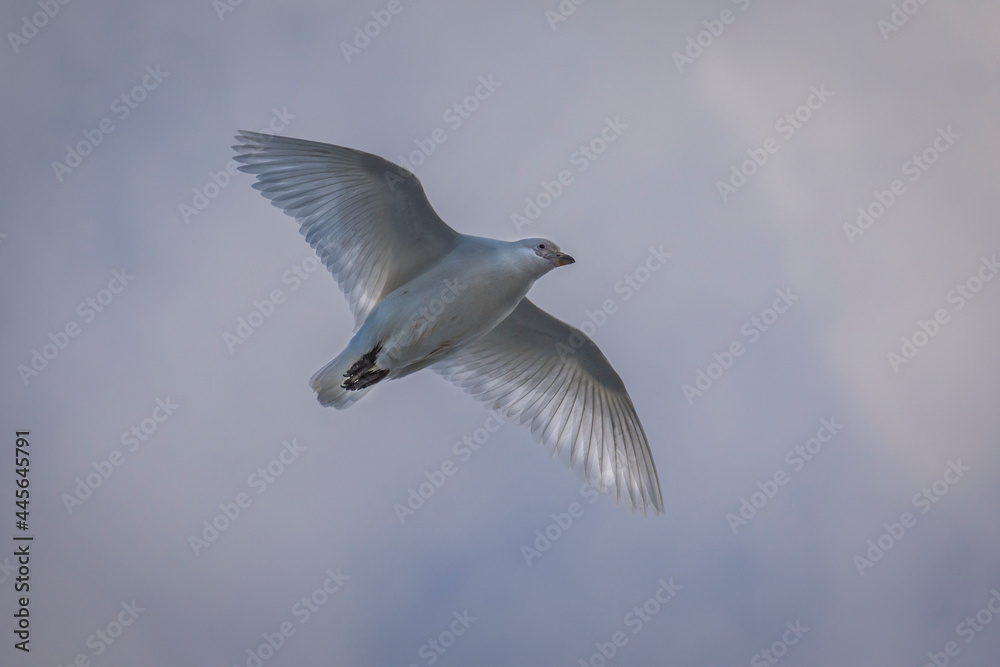 White bird called Antartic pigeon - chionis albus – in flight with extended wings and sunlight throught it´s feathers in Ushuaia, Tierra del Fuego, Argentina White bird called Antartic pigeon - chionis albus – in flight with extended wings and sunlight throught it´s feathers in Ushuaia, Tierra del Fuego, Argentina