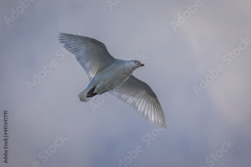 White bird called Antartic pigeon - chionis albus     in flight with extended wings and sunlight throught it  s feathers in Ushuaia  Tierra del Fuego  Argentina