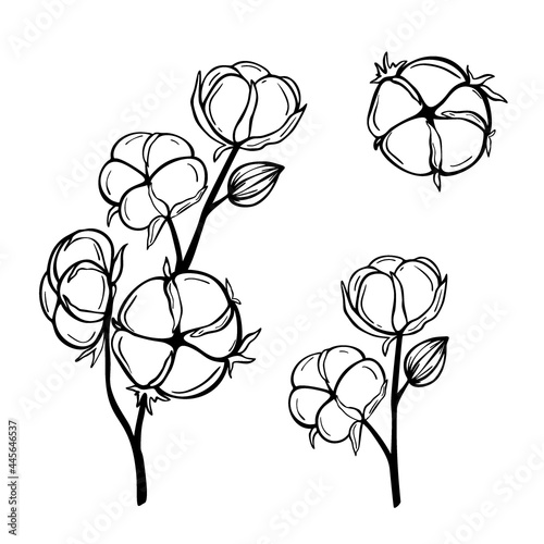 Hand drawn cotton branches isolated on white background. Decorative vector doodle sketch illustration. Botanical line art concept