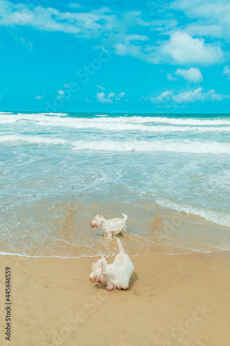 Dog Playing by the beach Sea Ocean Seashore Sand Summer Blue Sky