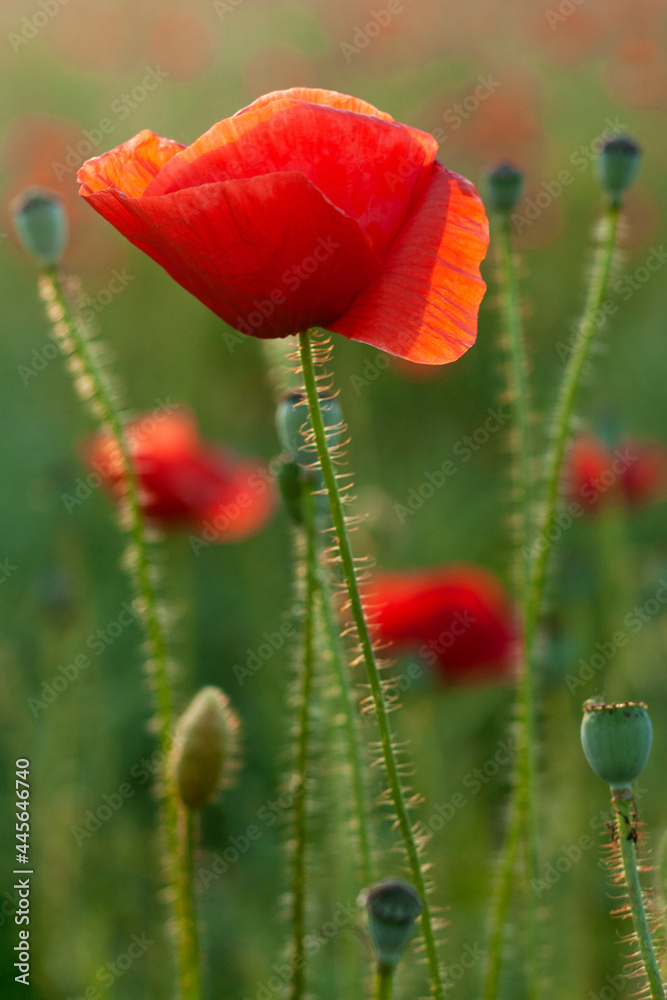 Red poppies in the field