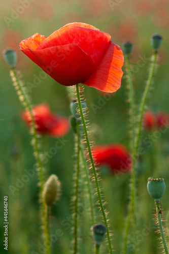 Obraz na płótnie Red poppies in the field w salonie