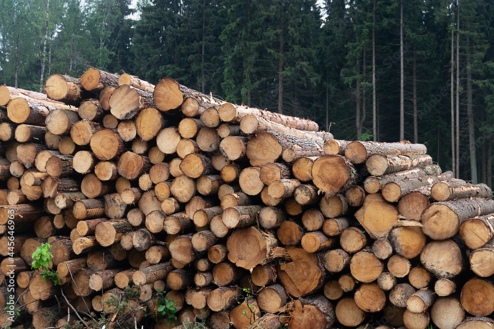 Freshly cut logs are piled up near a forest in the summer