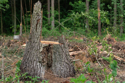 Stump of a newly cut tree after deforestation