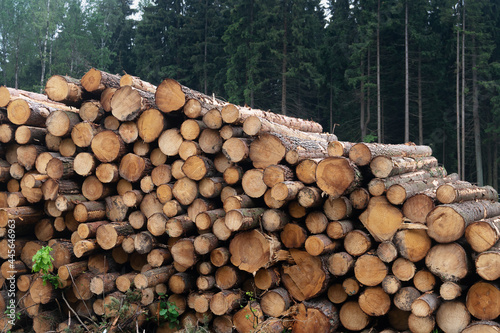 Freshly cut logs are piled up near a forest in the summer