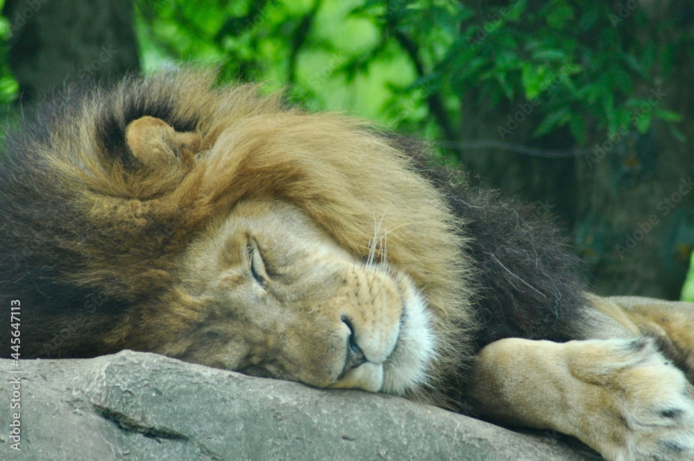 Obraz premium lion and lioness