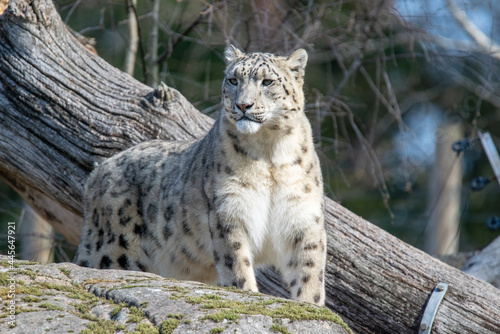 SnowLeopard