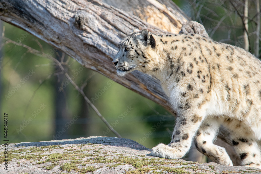 Naklejka premium SnowLeopard