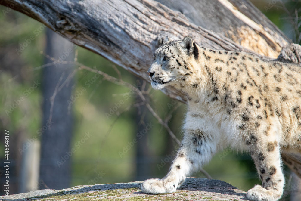 Fototapeta premium SnowLeopard