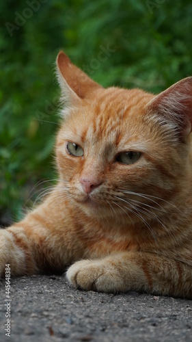 Fototapeta Naklejka Na Ścianę i Meble -  Коты кот животные cat