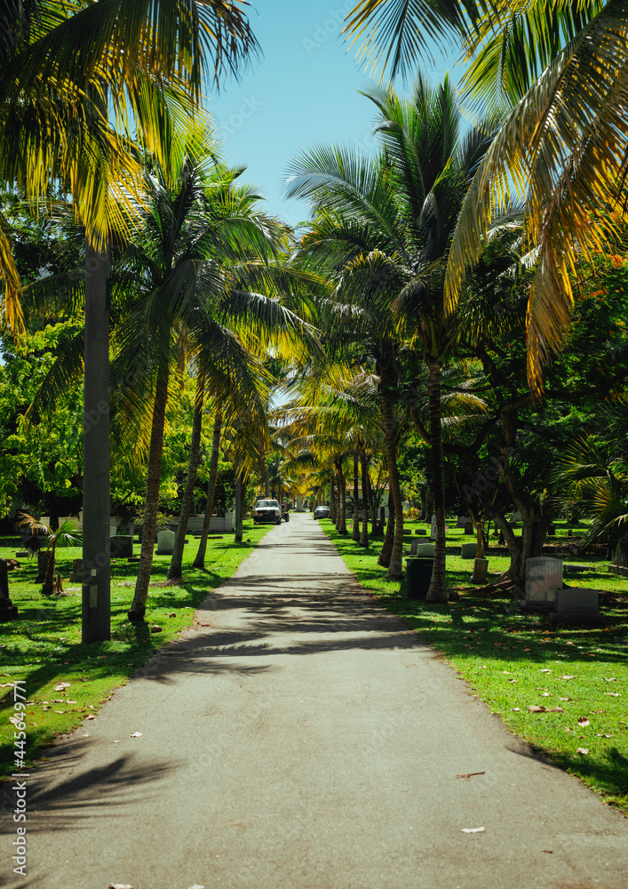 trees in the park graveyard palms usa miami trees in the park graveyard palms usa miami