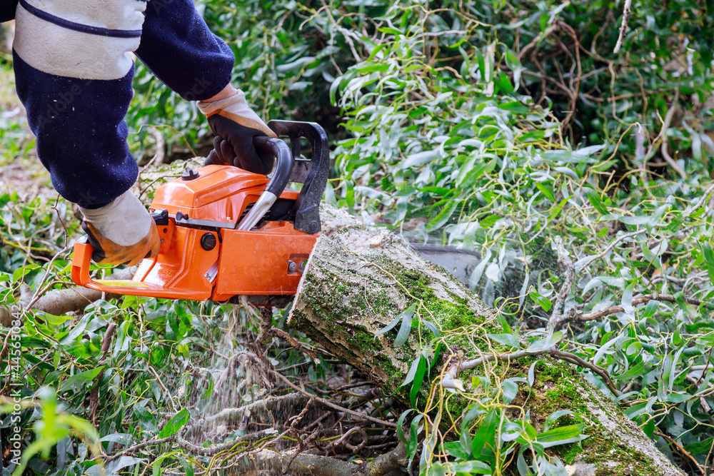 Obraz premium Tree felling with a large chainsaw cutting into tree trunk motion blur sawdust and chippings an uprooted broken tree, torn by the wind during a violent storm