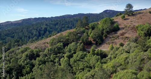 Aerial: Pine forest around Mount Tamalpais in San Francisco, California, USA photo