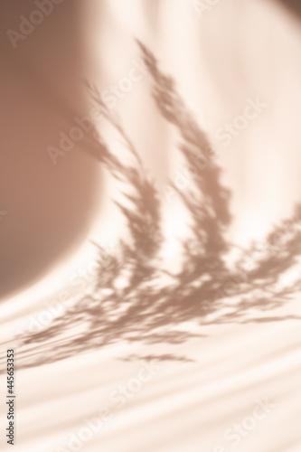 Abstract background with pampas grass natural shadows on a beige wall. Silhouette of reed on beige background. Vertical