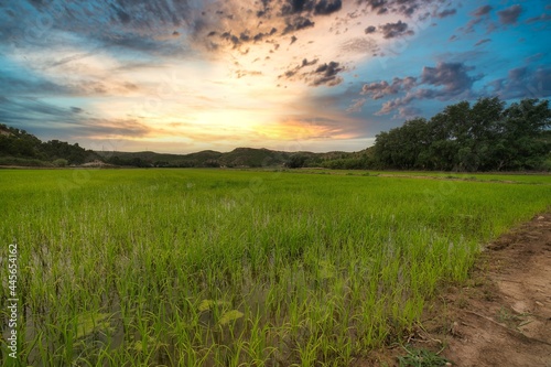 paisaje de arrozales en calasoarra murcia
