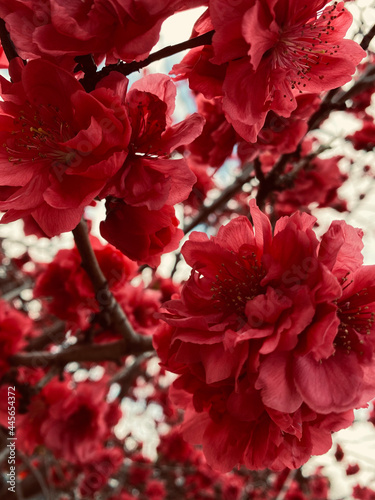 Fototapeta Naklejka Na Ścianę i Meble -  red flowers
