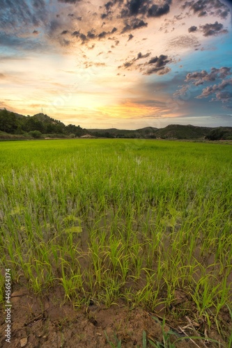  landscape of green wheat fields with nice blue sky 