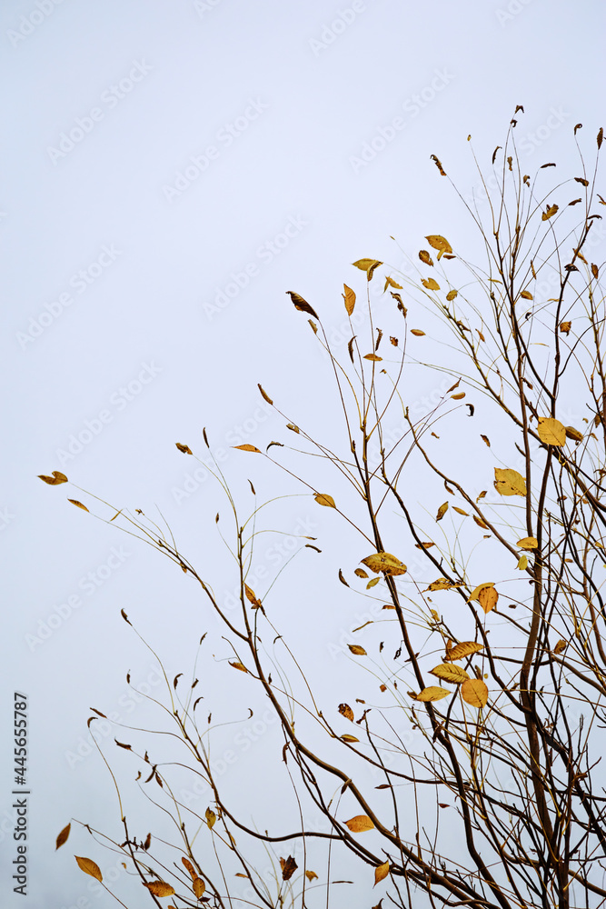 Minimalistic autumn landscape, rare dry autumn leaves on tree branches against a cloudy blue sky. Minimalistic autumn landscape, rare dry autumn leaves on tree branches against a cloudy blue sky.