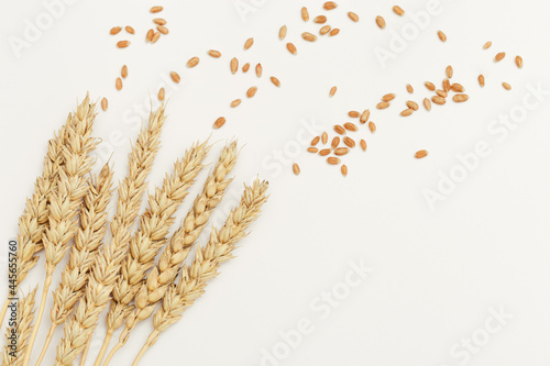 Ripe golden wheat ears and seeds close up. Background with ripening ears pf cereal plant. Concept of autumnal harvest time