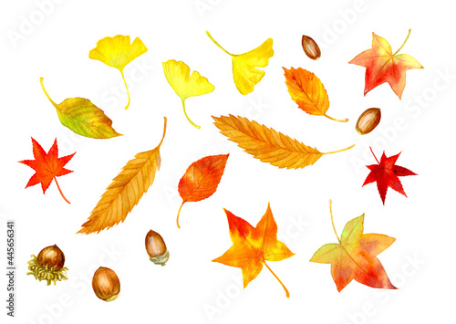 A set of autumn leaves and acorns painted in watercolor (Jpeg)