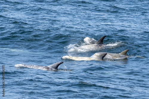 Risso s Dolphin swimming through the waves in Monterey Bay California