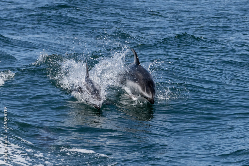 Fototapeta premium Northern Right Whale Dolphins gliding through the waves in Monterey Bay