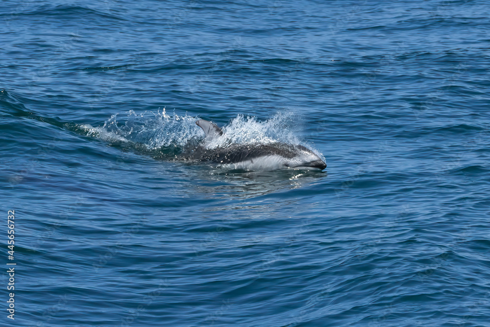 Naklejka premium Northern Right Whale Dolphins gliding through the waves in Monterey Bay