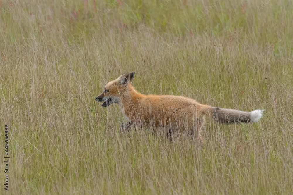 Obraz premium Red fox babies on San Juan Island