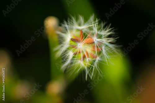 close up of dandelion flower