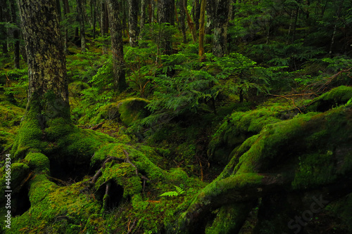 北八ヶ岳　コケの森　白駒の森 © kiyopayo