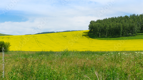 Yellow fields of flowering rapeseed  green meadows and trees  blue sky. Agricultural machinery in the distance. Rural scene