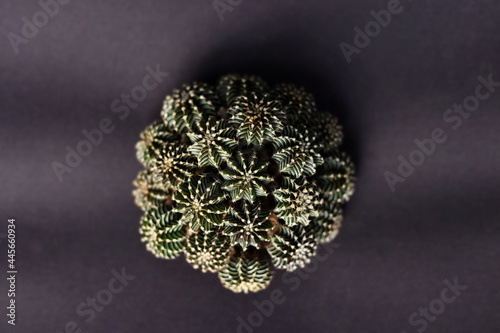 Close-Up Of  Potted Cactus Gymnocalycium Mihanovichii LB2178 background black color . cactus farm in greenhouse selective focus forground with copy space.