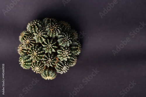 Close-Up Of  Potted Cactus Gymnocalycium Mihanovichii LB2178 background black color . cactus farm in greenhouse selective focus forground with copy space.