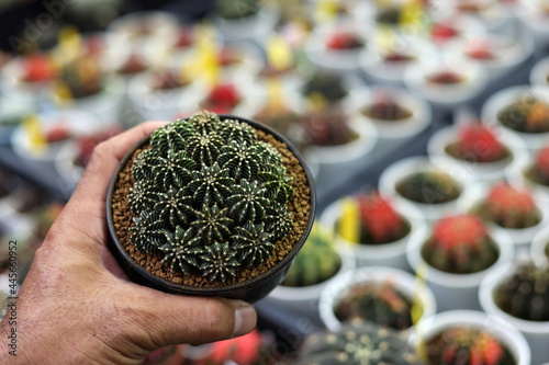 Close-Up Of hand Holding Potted Cactus Gymnocalycium Mihanovichii LB2178 cactus with copy space. background Cactus farm at greenhouse. photo