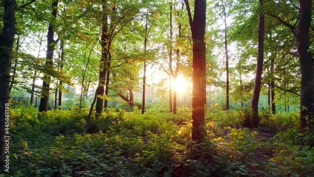 Zoom in shot of a forest with dense foliage, the sunshine though the trees, the green plants full of vigor and vitality