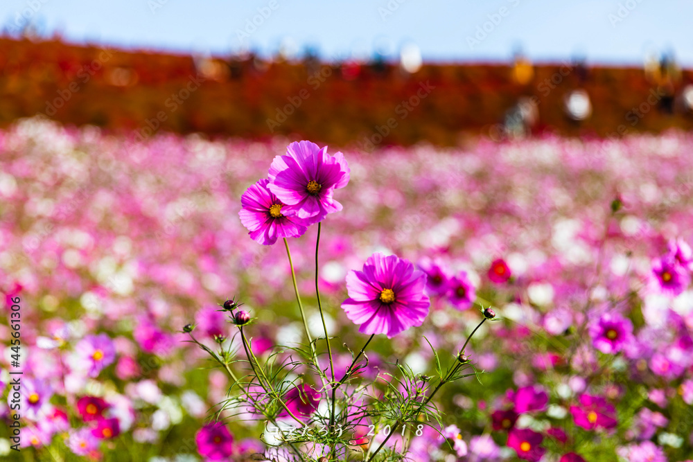 Fototapeta premium 花