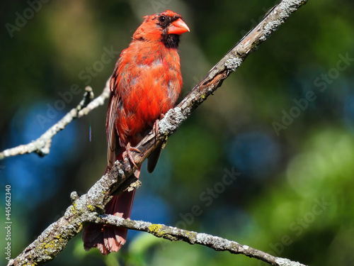 Red Cardinal on a Branch: A balding molting male Northern red cardinal perched on a branch