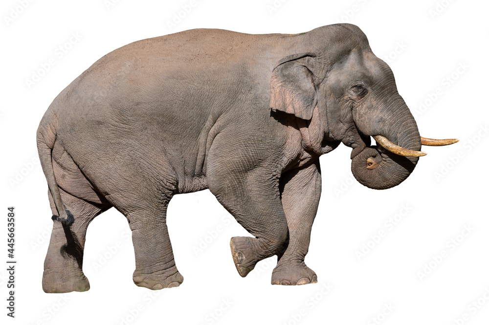 Obraz premium A male Asian wild elephant isolated on white background