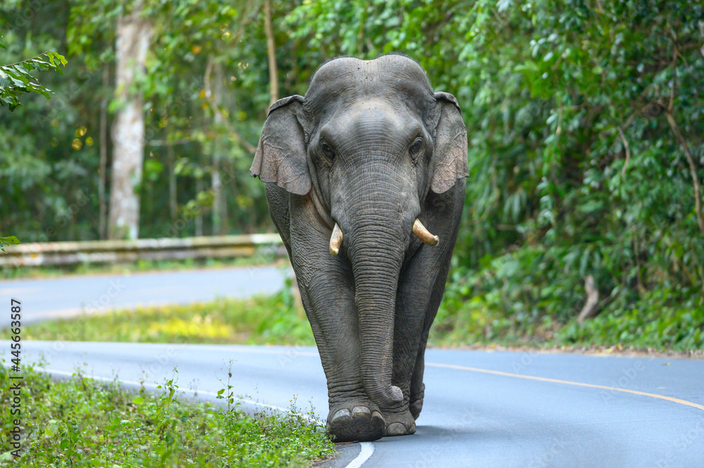 Fototapeta premium A male Asian wild elephant with huge tusks is walking on the road