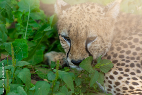 Photography cheetah