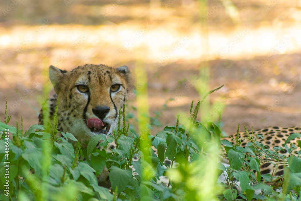 Fotografía cheetah
