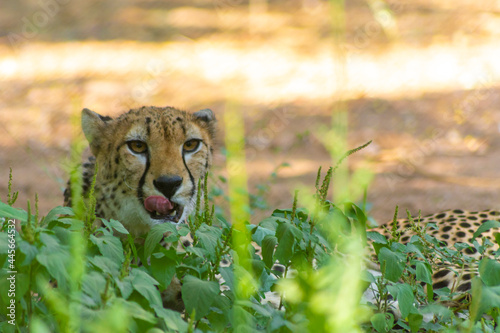 Photography cheetah