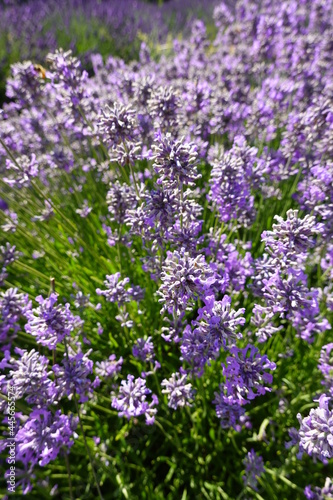 Close-up the Beautiful lavender at Graysmarsh berry farm in Sequim  WA  USA.