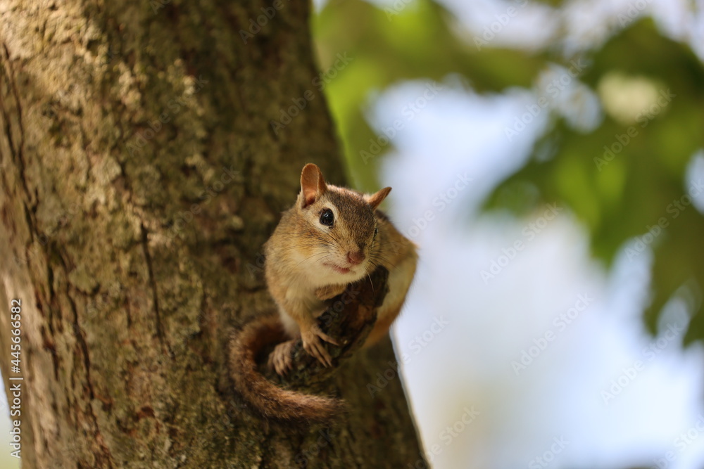 Obraz premium a cute chipmunk