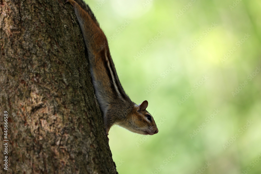 a cute chipmunk a cute chipmunk