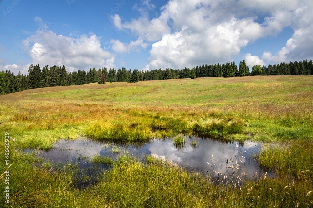 Peat-bog in summer landscape under blue cloudy sky