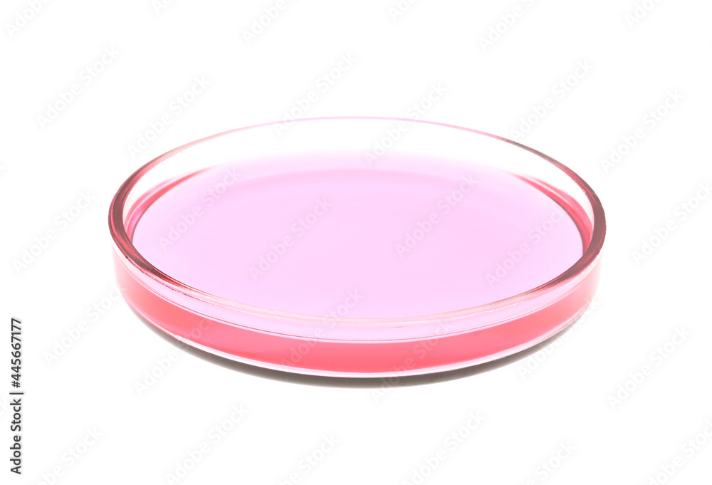 Petri dish with pink liquid isolated on white Petri dish with pink liquid isolated on white